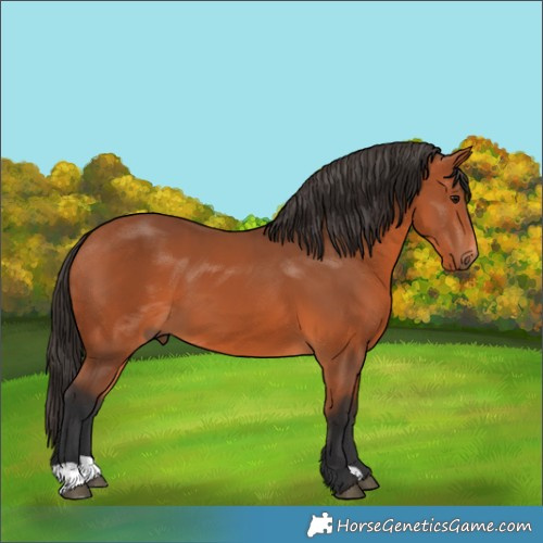 Horse Color:Bay 