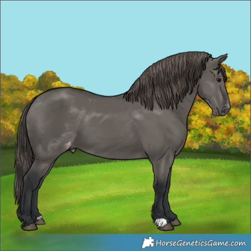 Horse Color:Grullo Appaloosa 