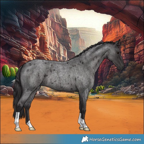 Horse Color:Smoky Blue Roan 