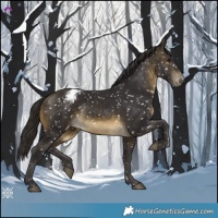 Horse Color:Buckskin Snowcap 