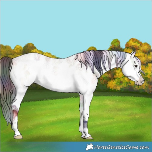 Horse Color:Nacre White Spotted Brown Roan Onyx 