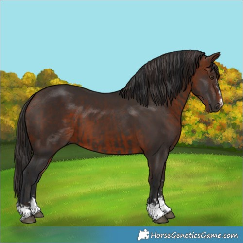 Horse Color:Liver Chestnut  and Bay 
