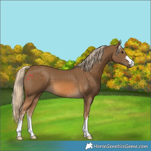 Horse Color:Chocolate Palomino 