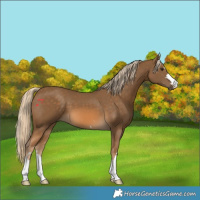Horse Color:Chocolate Palomino 