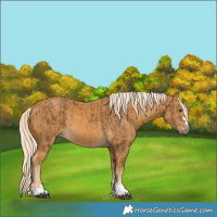 Horse Color:Chocolate Palomino  and Palomino 