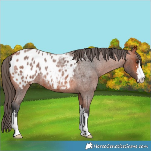 Horse Color:Bay Roan Blanket 