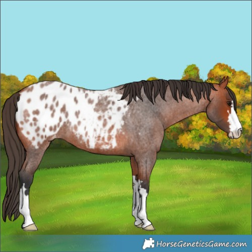 Horse Color:Bay Roan Appaloosa 