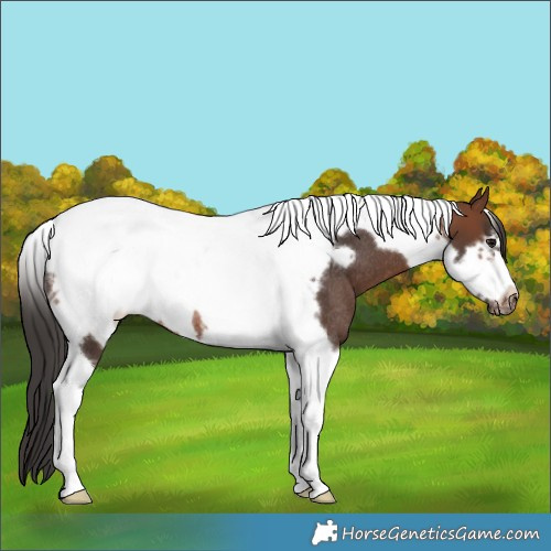 Horse Color:Brown Tobiano Frame Rabicano 