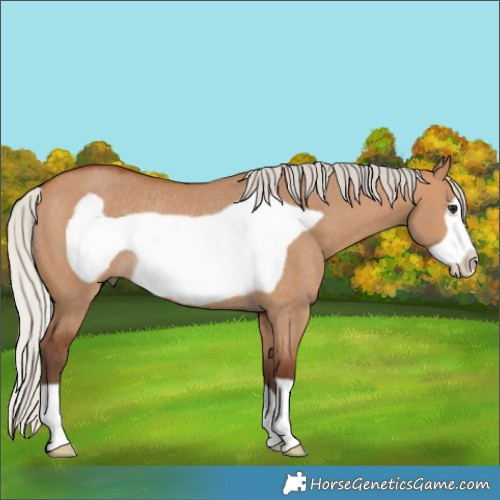 Horse Color:Silver Bay Dun Frame Rabicano 
