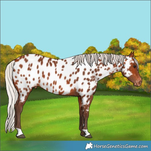 Horse Color:Silver Bay Appaloosa 