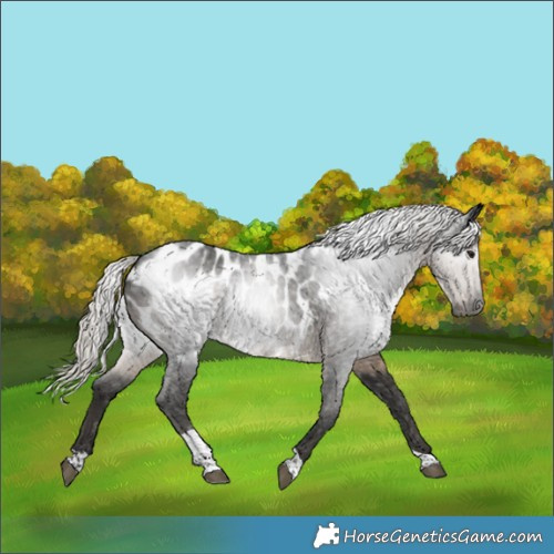 Horse Color:Gray Silver Smoky Black Tobiano Appaloosa 