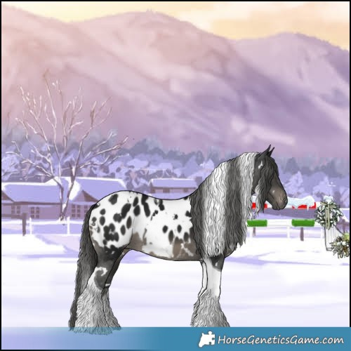 Horse Color:Gray White Spotted Black Tobiano Appaloosa 