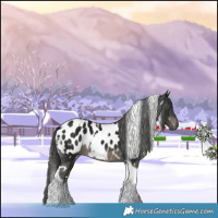 Horse Color:Gray White Spotted Black Tobiano Near Leopard 
