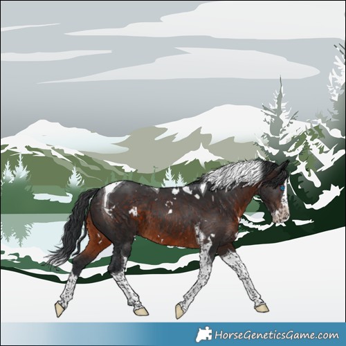 Horse Color:White Spotted Brown Splash Tobiano