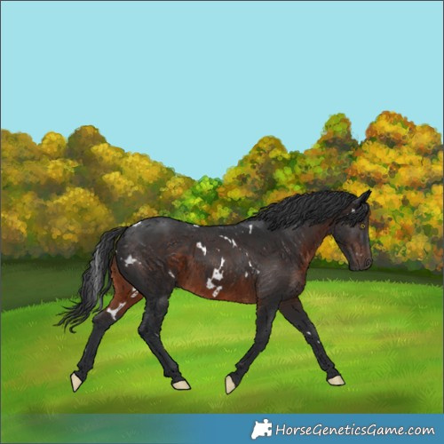 Horse Color:White Spotted Brown Rabicano