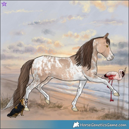 Horse Color:Amber Champagne Sabino Tobiano Appaloosa  and Amber Champagne Sabino Splash Tobiano Appaloosa 