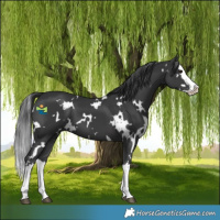 Horse Color:White Spotted Black Splash 