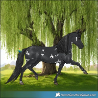 Horse Color:White Spotted Black 