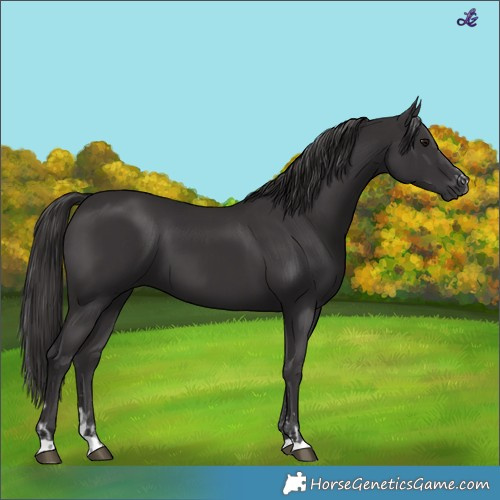 Horse Color:Smoky Black  and Smoky Black 