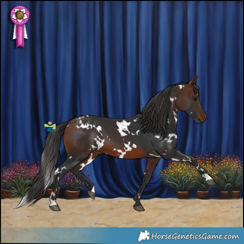 Horse Color:White Spotted Brown 