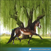 Horse Color:Gray White Spotted Brown 