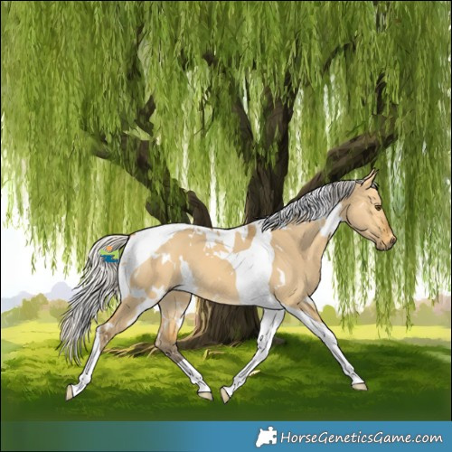 Horse Color:White Spotted Silver Buckskin Dun Tobiano
