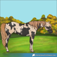 Horse Color:Smoky Black and Smoky Black Pearl