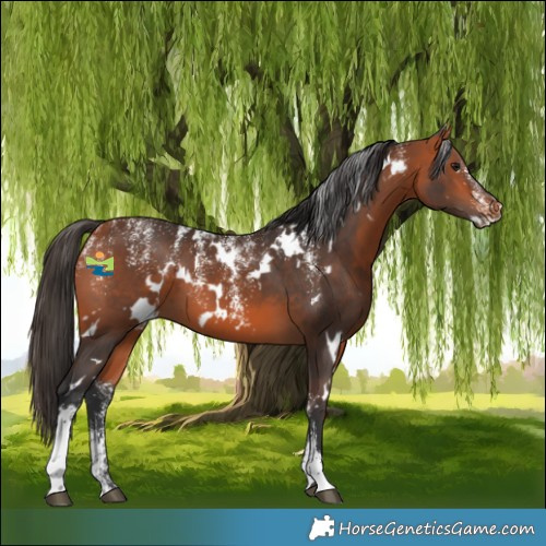 Horse Color:Powder White White Spotted Bay 