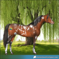 Horse Color:Powder White White Spotted Bay