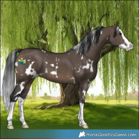 Horse Color:White Spotted Brown Dun Splash 