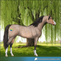 Horse Color:Bay Roan Dun Brindle 