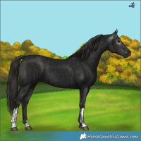 Horse Color:Smoky Black  and Gray Smoky Black 