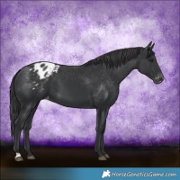 Horse Color:Black Appaloosa 