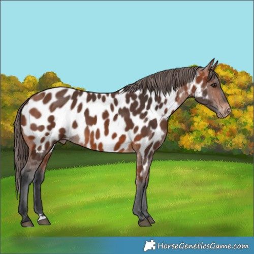 Horse Color:Bay Appaloosa 