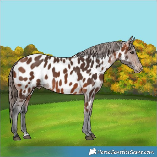 Horse Color:Bay Near Leopard 