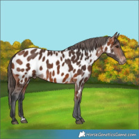 Horse Color:Bay Appaloosa 