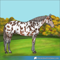 Horse Color:Bay Near Leopard 