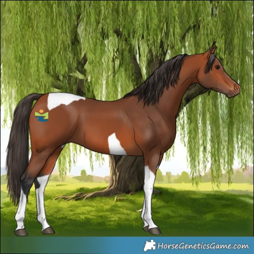 Horse Color:Bay Tobiano 