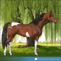 Horse Color:Bay Tobiano 