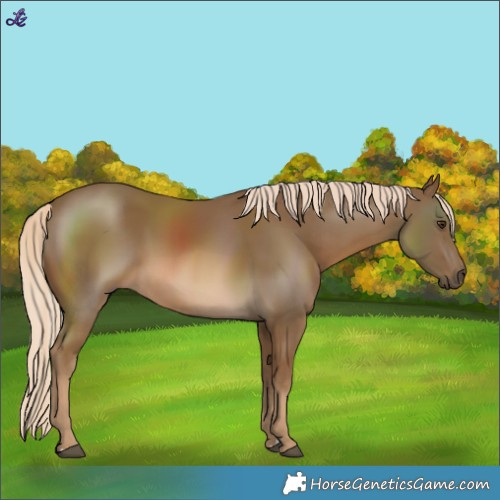 Horse Color:Chocolate Palomino 