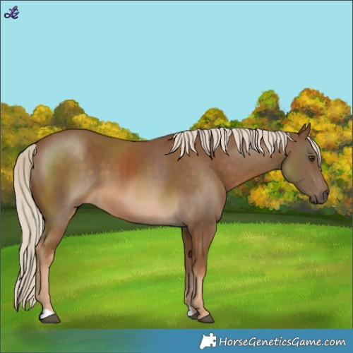 Horse Color:Chocolate Palomino 
