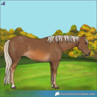 Horse Color:Chocolate Palomino