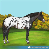 Horse Color:Brown Appaloosa 