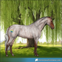 Horse Color:Silver Bay Roan 