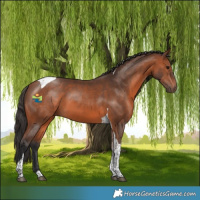 Horse Color:Bay Tobiano