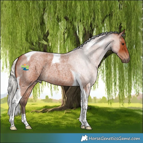 Horse Color:Silver Bay Roan Tobiano