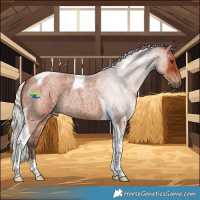 Horse Color:Silver Bay Roan Tobiano