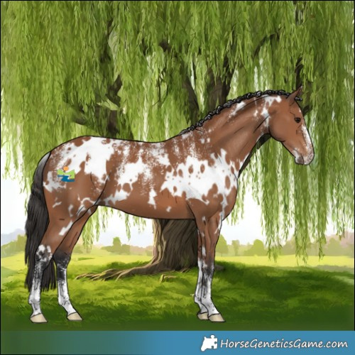 Horse Color:Powder White White Spotted Bay 