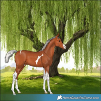 Horse Color:White Spotted Silver Bay Tobiano 