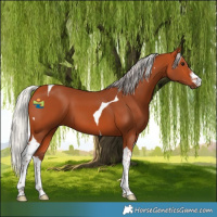Horse Color:White Spotted Silver Bay Tobiano 
